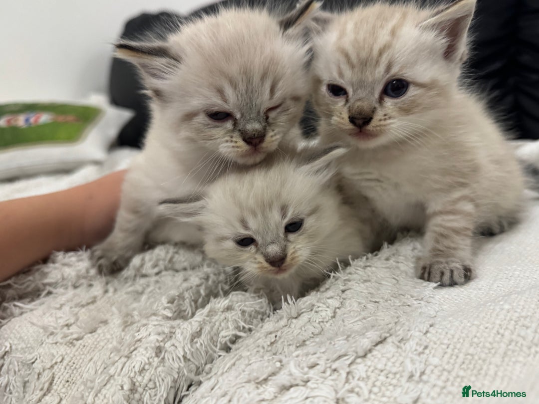 Ragdoll cats for sale: Ragdolls  - Image 3