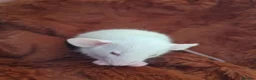 Rat rodents for sale: Stunning litter of Dumbo rats. - Advert 6