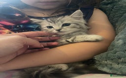 Mixed Breed cats for sale: Beautiful kittens  - Image 9