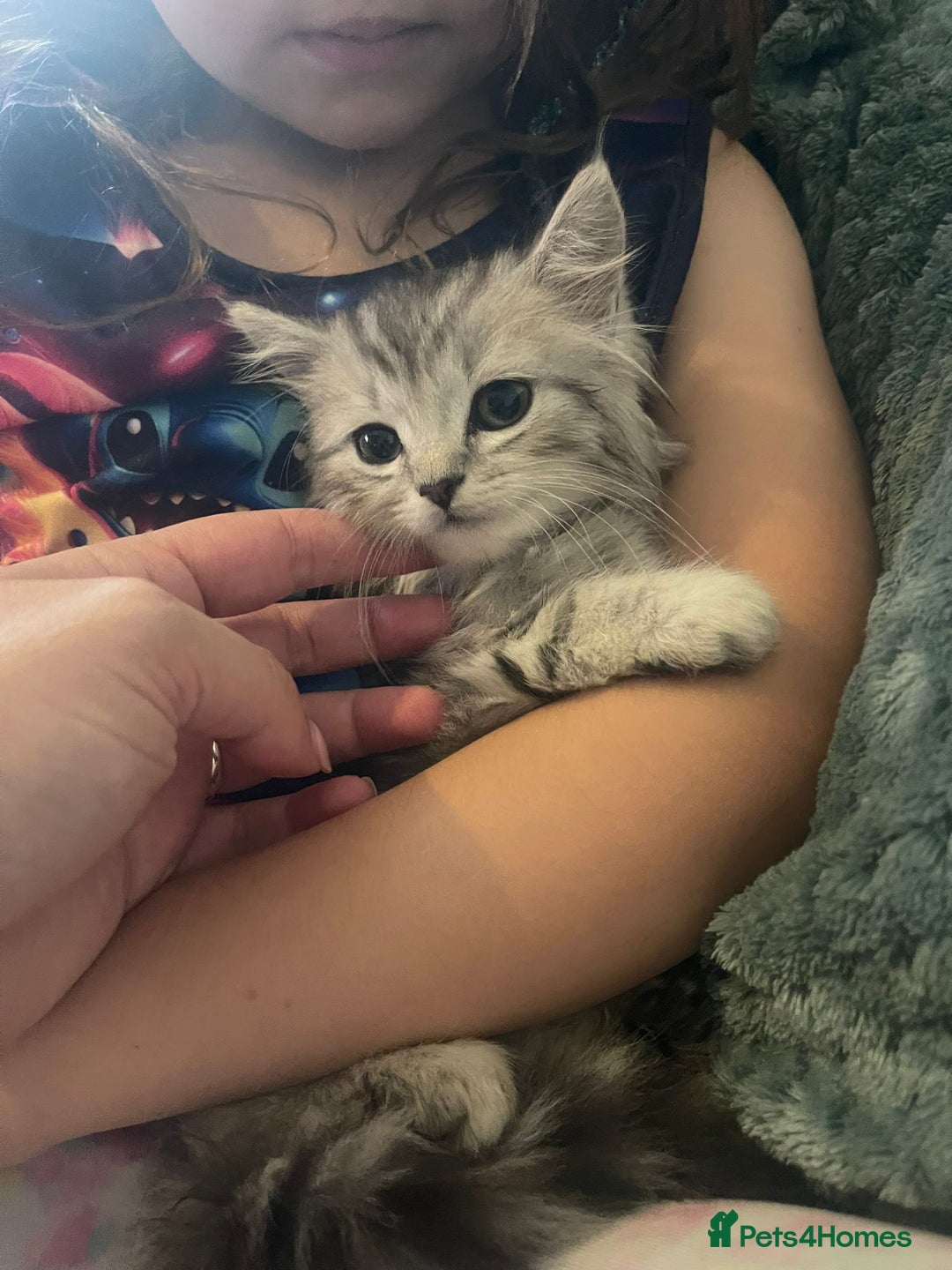 Mixed Breed cats for sale: Beautiful kittens  - Image 9
