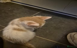 Mixed Breed cats for sale: Stunning kittens - Image 4