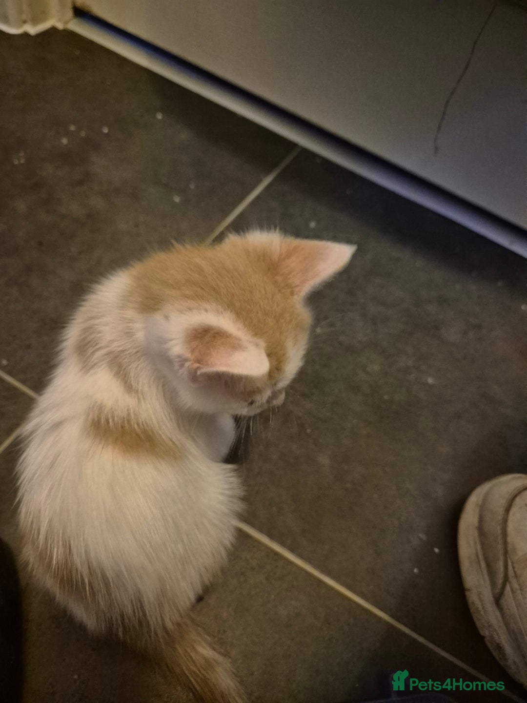 Mixed Breed cats for sale: Stunning kittens - Image 4