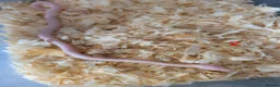 Corn Snake reptiles for sale: Corn snakes for sale  in Pentre - Advert 2