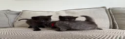British Shorthair cats for sale:     Beautiful British Shorthair Cross Kittens - Advert 5