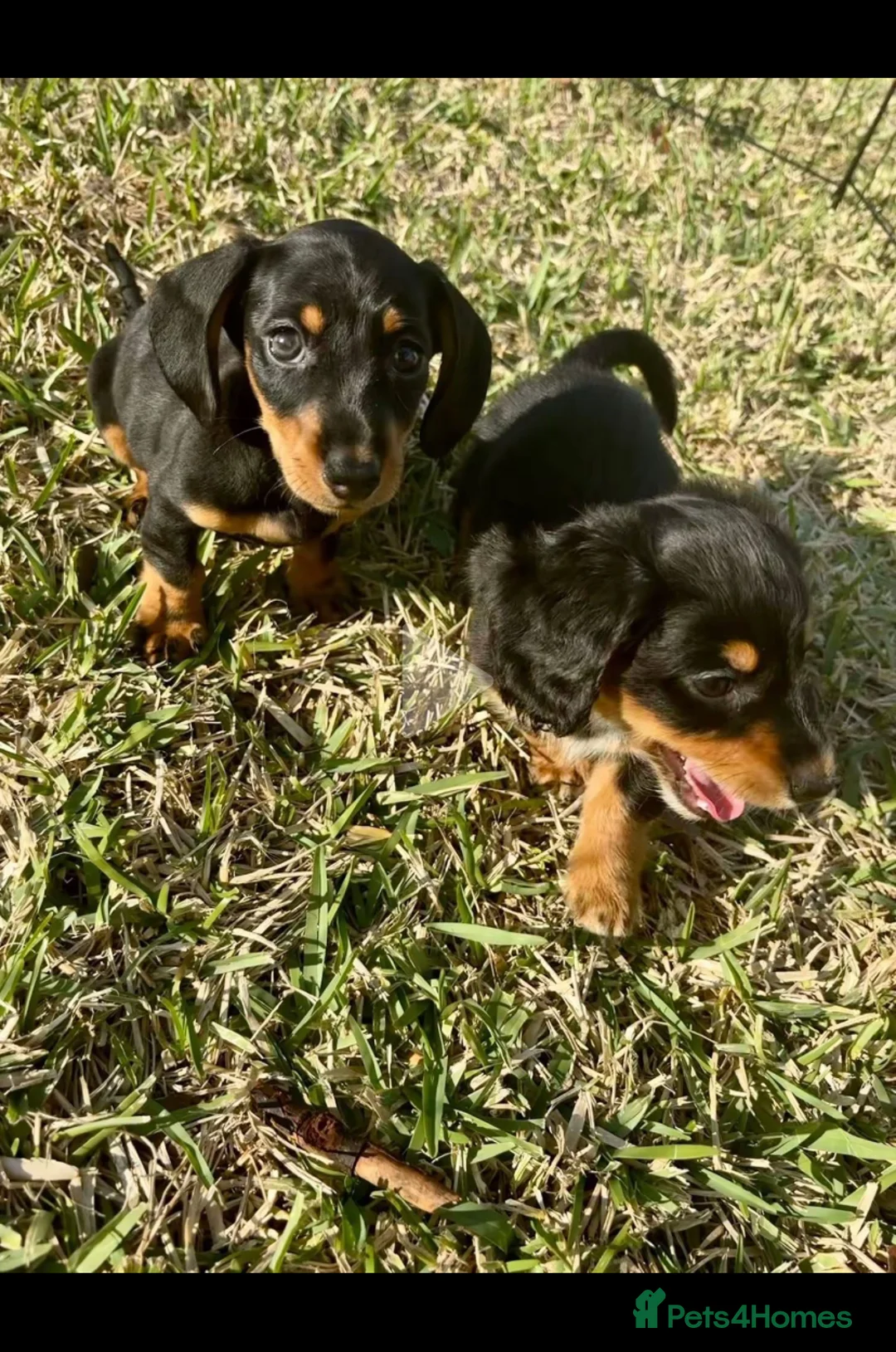 Miniature Dachshund dogs for sale: Stunning Litter of Mniature Dachshund Puppies - Advert 15
