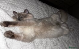 Ragdoll cats for sale: Male ragdoll   - Advert 1