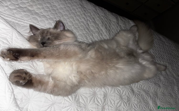 Ragdoll cats Male ragdoll   - Advert 1