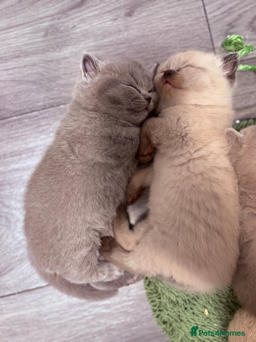 British Shorthair cats for sale: Beautiful GCCF Registered MultiColoured BSH kitte  - Advert 9