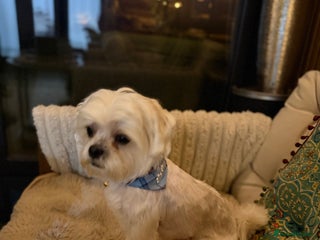 Zuchon dogs - Advert 1