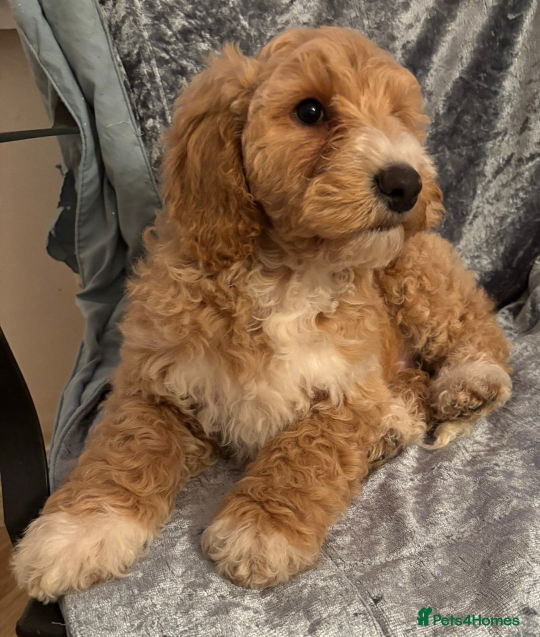 Australian Labradoodle dogs for sale: Australian Labradoodles for Sale - Advert 29