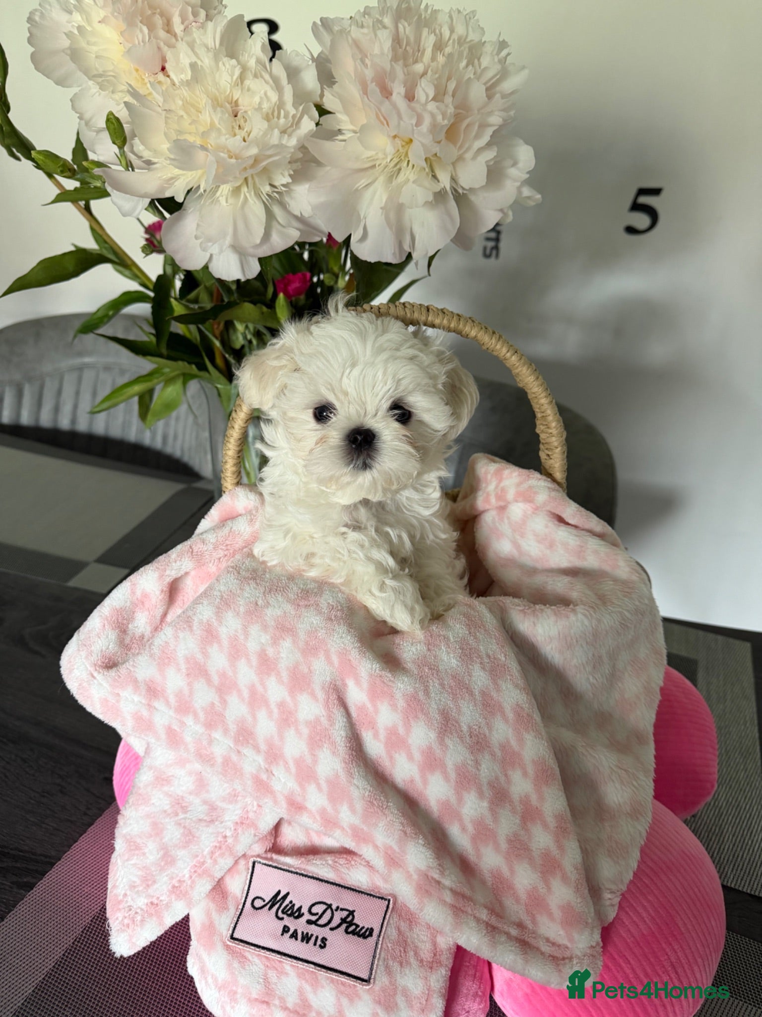 Maltese dogs Tiny KC Korean Maltese Puppies🩷🩵 - Advert 1