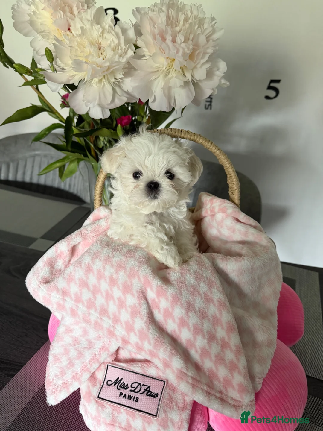 Maltese dogs for sale: Tiny KC Korean Maltese Puppies🩷🩵 - Advert 1