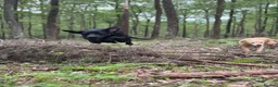 Labrador Retriever dogs for sale: KC Registered Working Labradors  - Advert 31