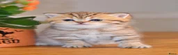 British Shorthair cats for sale: TICA/GCCF British Short//Long Hair Kittens  - Advert 12