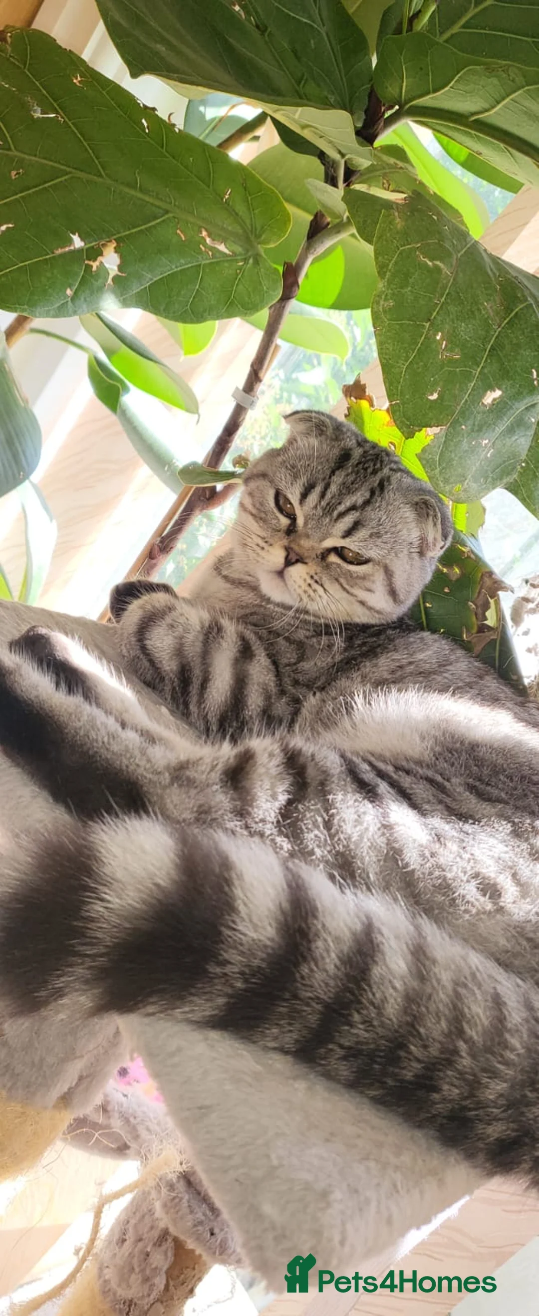 Scottish Fold cats for sale: £350 Adorable Scottish fold kittens for sale🐾 - Advert 1