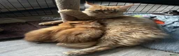 Maine Coon cats for sale: Stunning Mainecoon Kittens - Advert 21