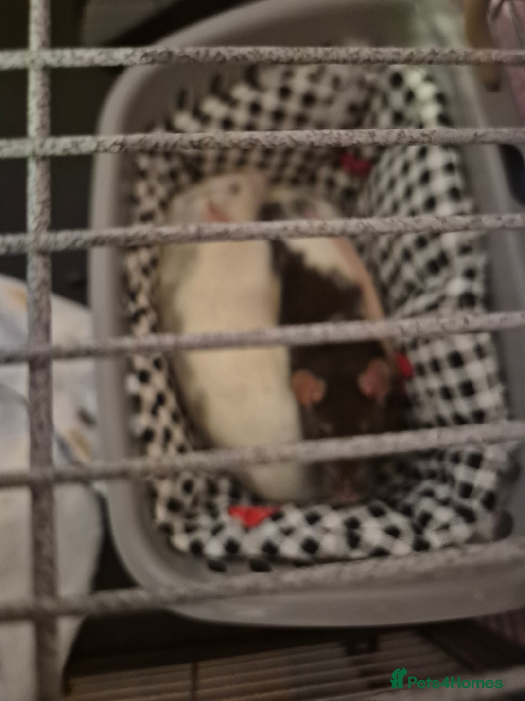 Rat rodents for sale: Female Rats - Advert 2