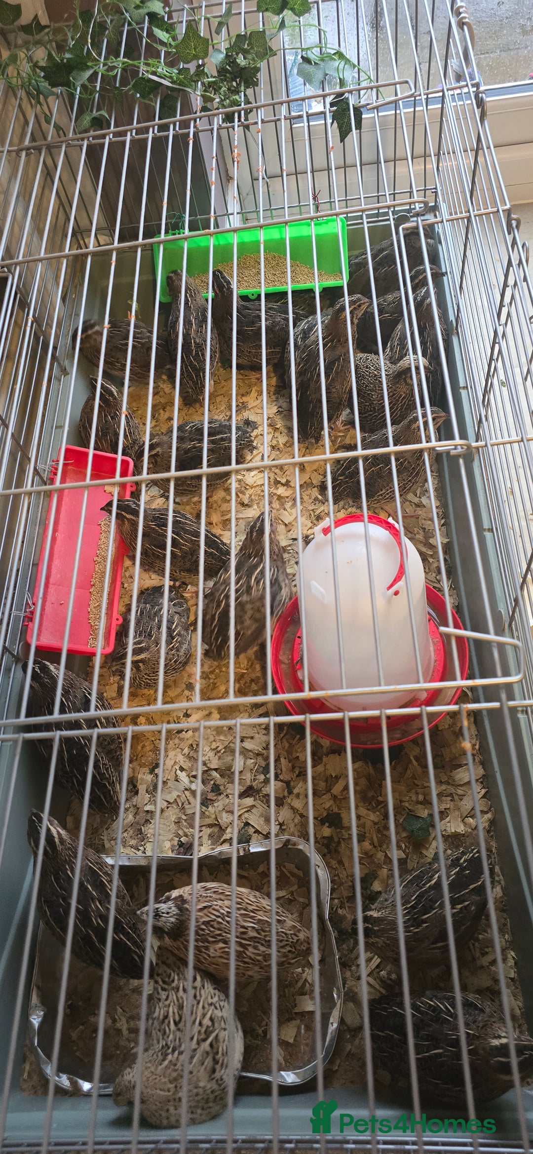 Quail poultry for sale: 9 quail male for sale - Advert 1
