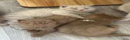 British Shorthair cats for sale: Champion British Shorthair kittens  - Advert 5