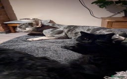 Mixed Breed cats for sale: Loving Home for a black fluffy cat - Image 5