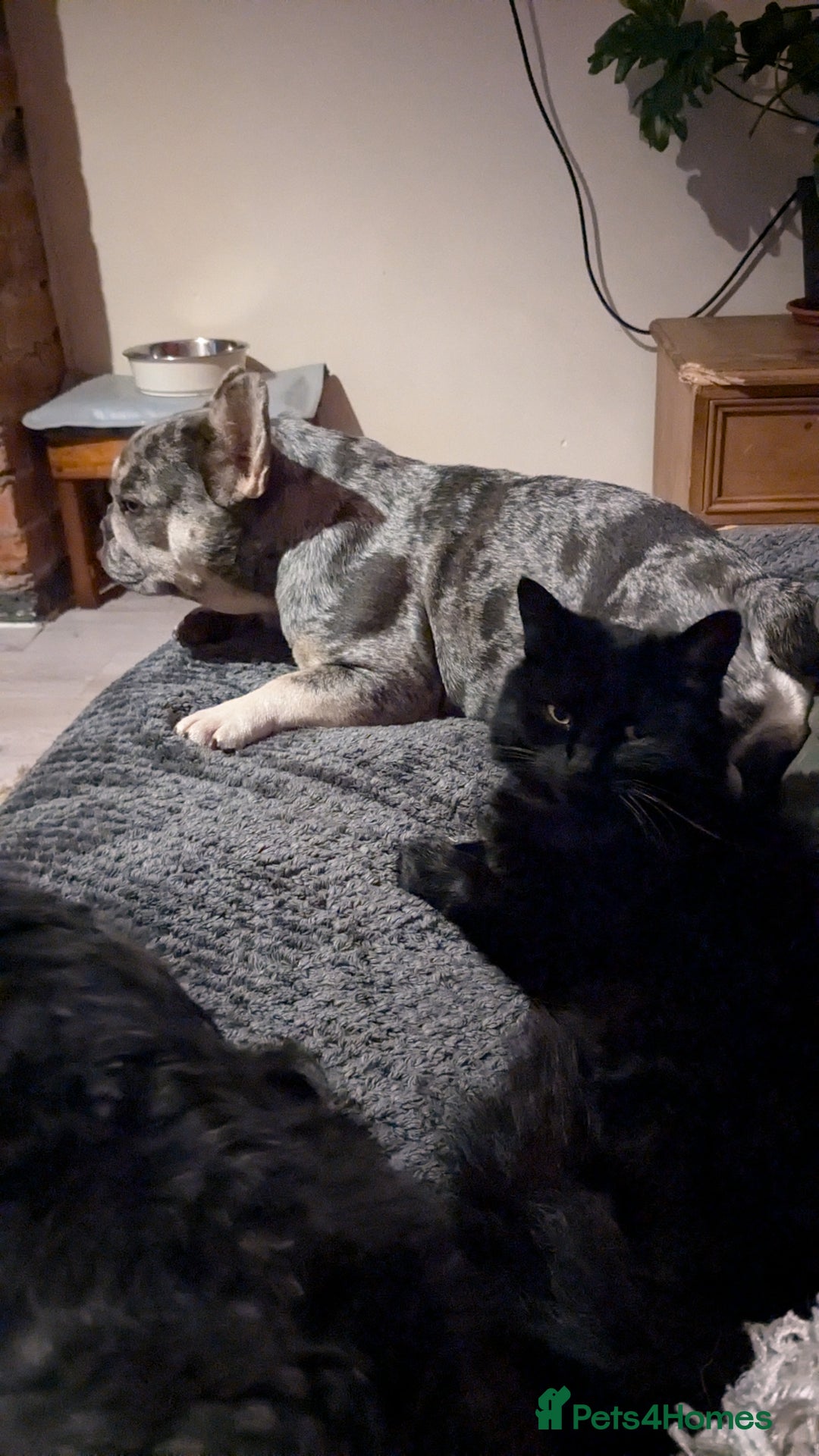 Mixed Breed cats for sale: Loving Home for a black fluffy cat - Image 5