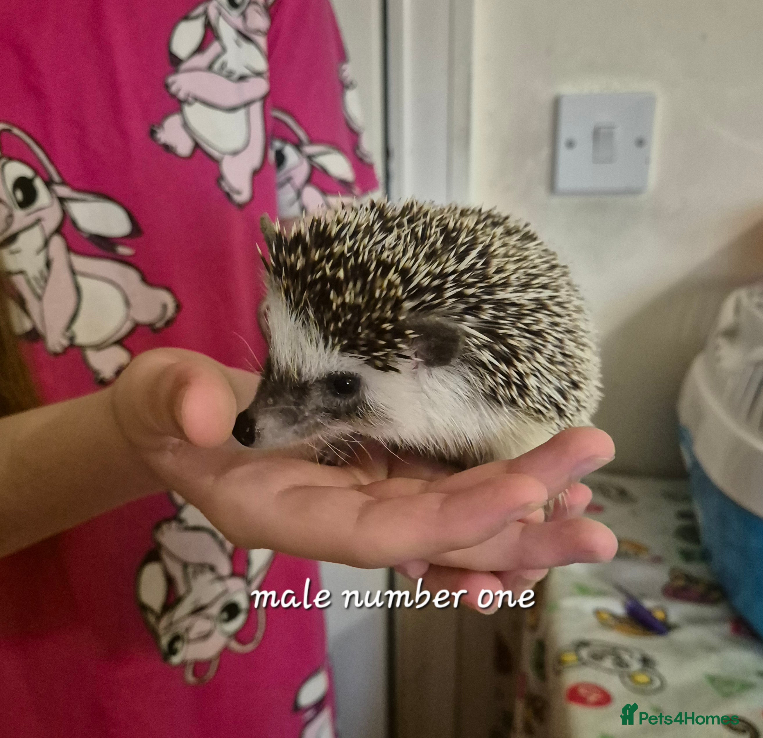 Pygmy Hedgehog rodents 2 x male pgymy hedgehogs  - Advert 6