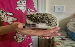 Pygmy Hedgehog rodents for sale: 2 x male pgymy hedgehogs  - Advert 1
