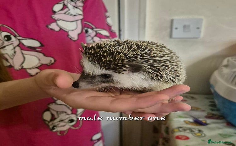 Pygmy Hedgehog rodents 2 x male pgymy hedgehogs  - Advert 1