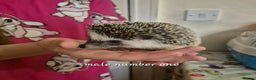 Pygmy Hedgehog rodents for sale: 2 x male pgymy hedgehogs  - Advert 1