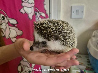 Pygmy Hedgehog rodents 2 x male pgymy hedgehogs - Advert 5