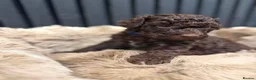 Cockapoo dogs for sale: Cockapoo puppies - Advert 11