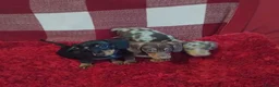 Dachshund dogs for sale: pedigree miniature dachshunds - Advert 6