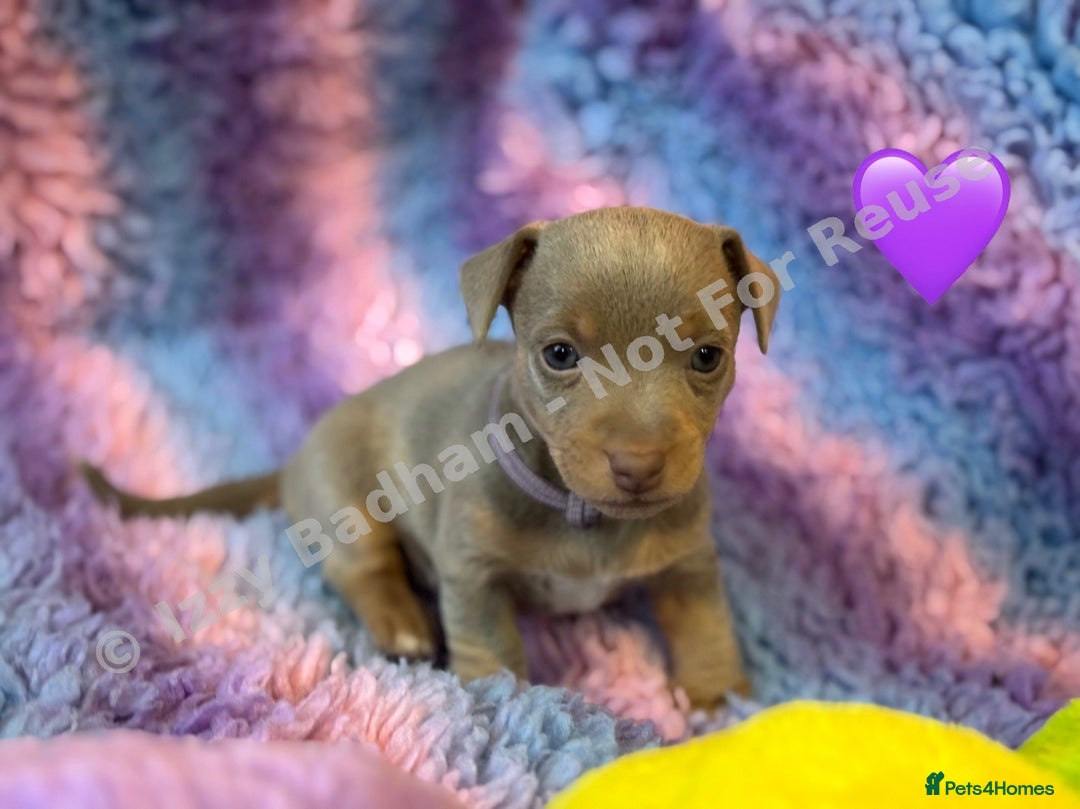 Jack Russell dogs for sale: Lilac and Chocolate Jack Russell Terrier Puppies  - Advert 14