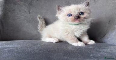 Ragdoll cats - Advert 4