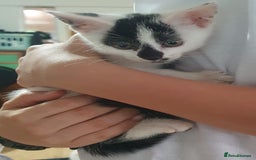 Mixed Breed cats for sale: Fluffy and short haired bundles of joy - Image 16