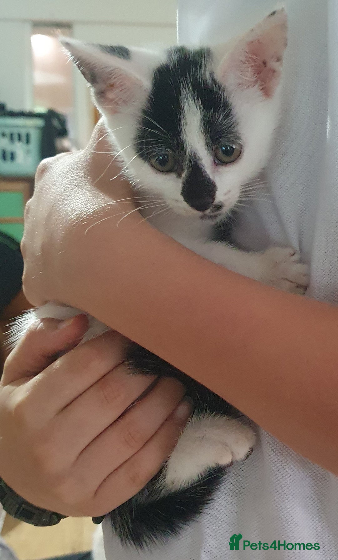 Mixed Breed cats for sale: Fluffy and short haired bundles of joy - Image 16