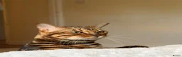 Bengal cats for sale: Bengal male (marbel) - Advert 2