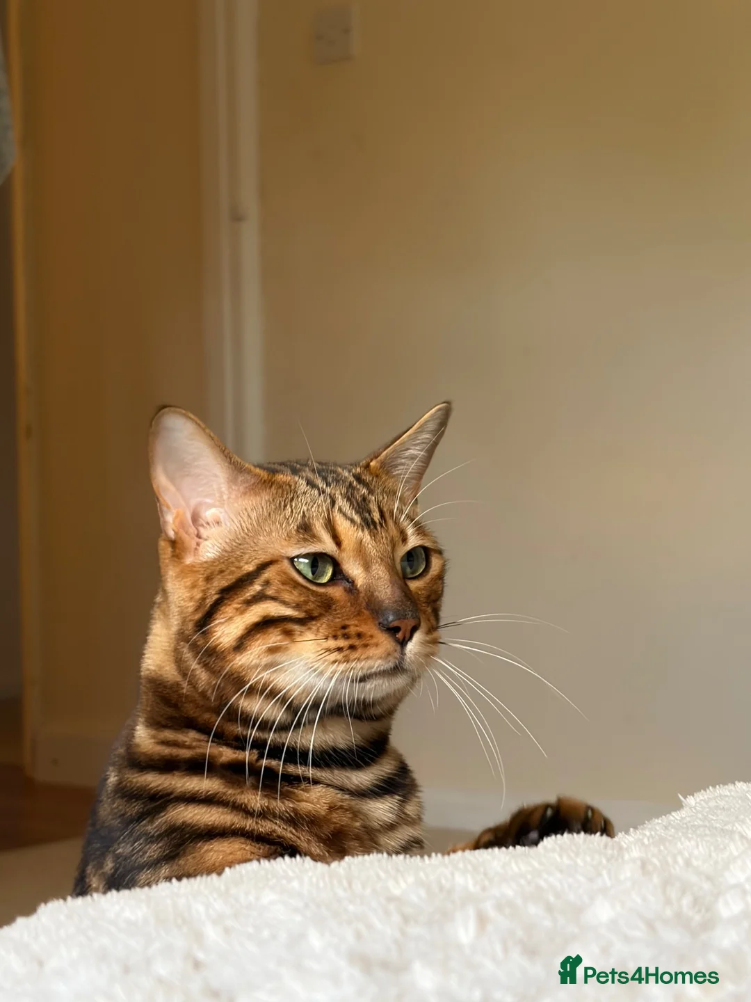 Bengal cats for sale: Bengal male (marbel) - Advert 2