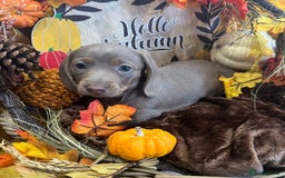 Miniature Dachshund dogs for sale: Adorable Miniature Dachshund Puppies for Sale. - Image 3