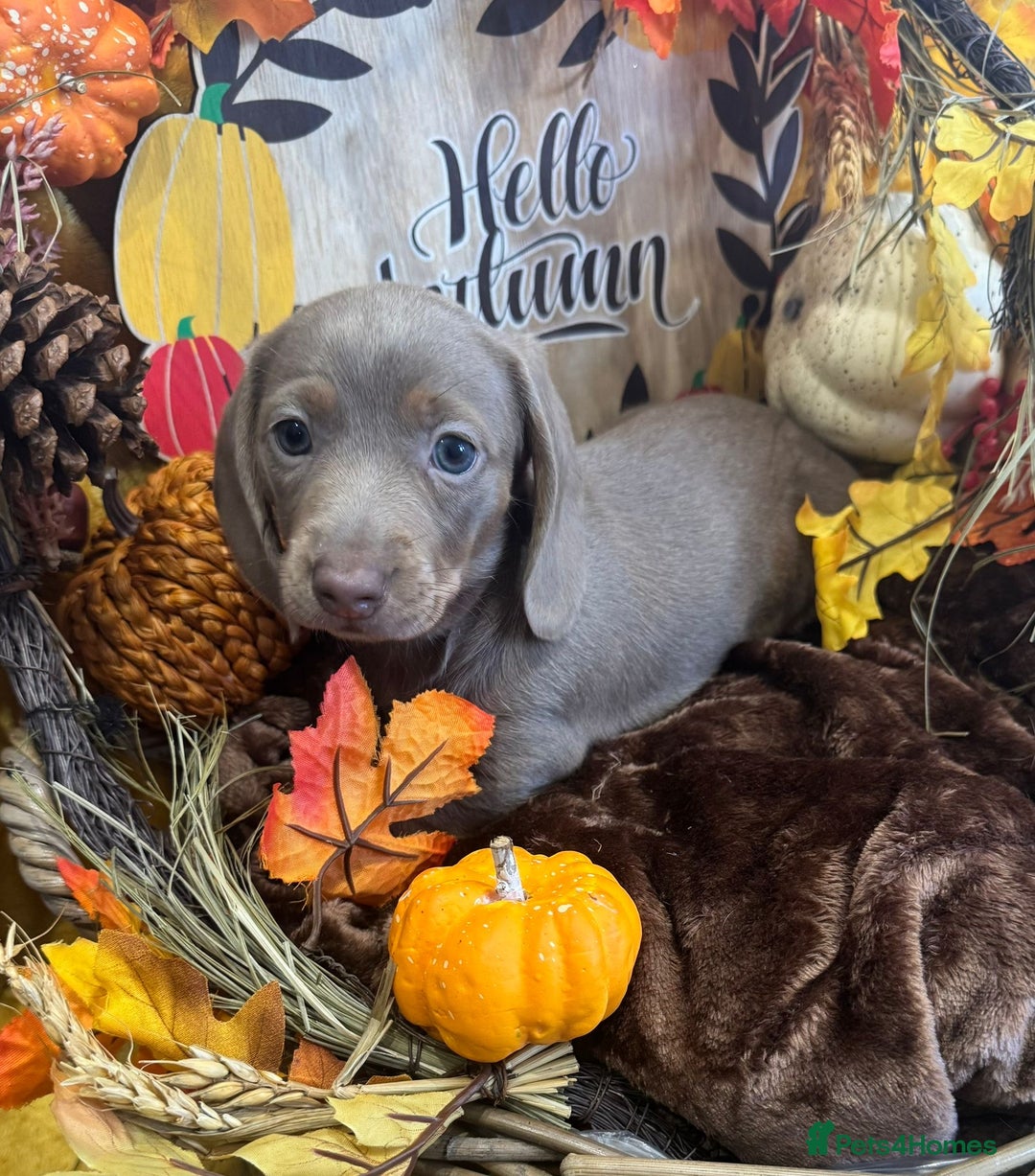 Miniature Dachshund dogs for sale: Adorable Miniature Dachshund Puppies for Sale. - Image 3