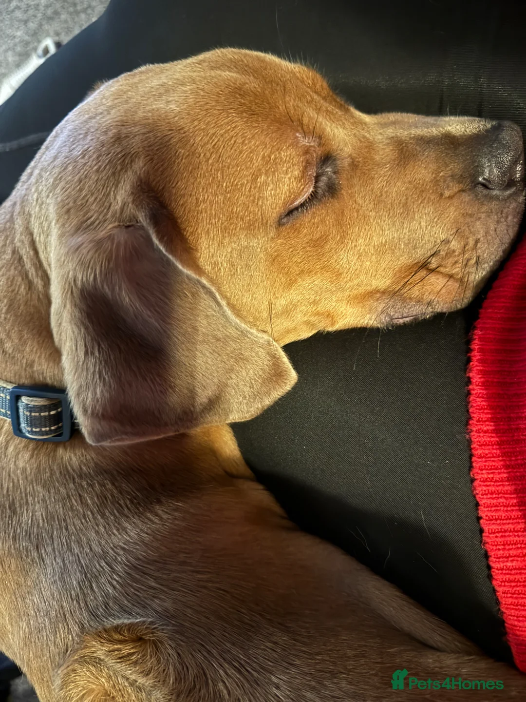 Mixed Breed dogs for sale: Male Rhodesian cross cane Corso  in Manchester - Advert 3