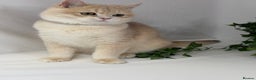British Shorthair cats for sale: British shh blue golden boy GCCF  - Advert 6
