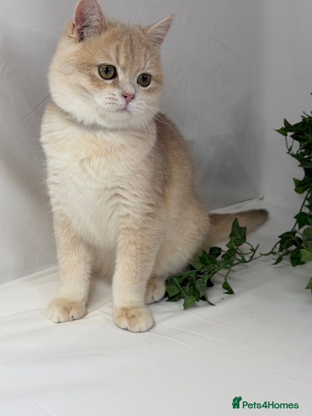 British Shorthair cats for sale: British shh blue golden boy GCCF  - Advert 6