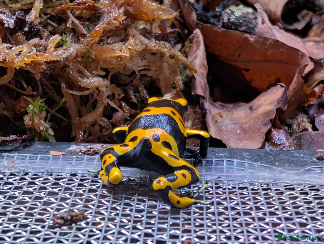Frog reptiles for sale: Dendrobates Leucomelas “Puerto Ayacucho” - Advert 8