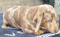 Dachshund dogs for sale: Beautiful Adult Feamel  - Image 5