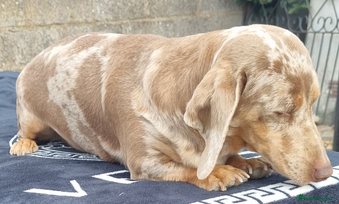 Dachshund dogs for sale: Beautiful Adult Feamel  - Image 5