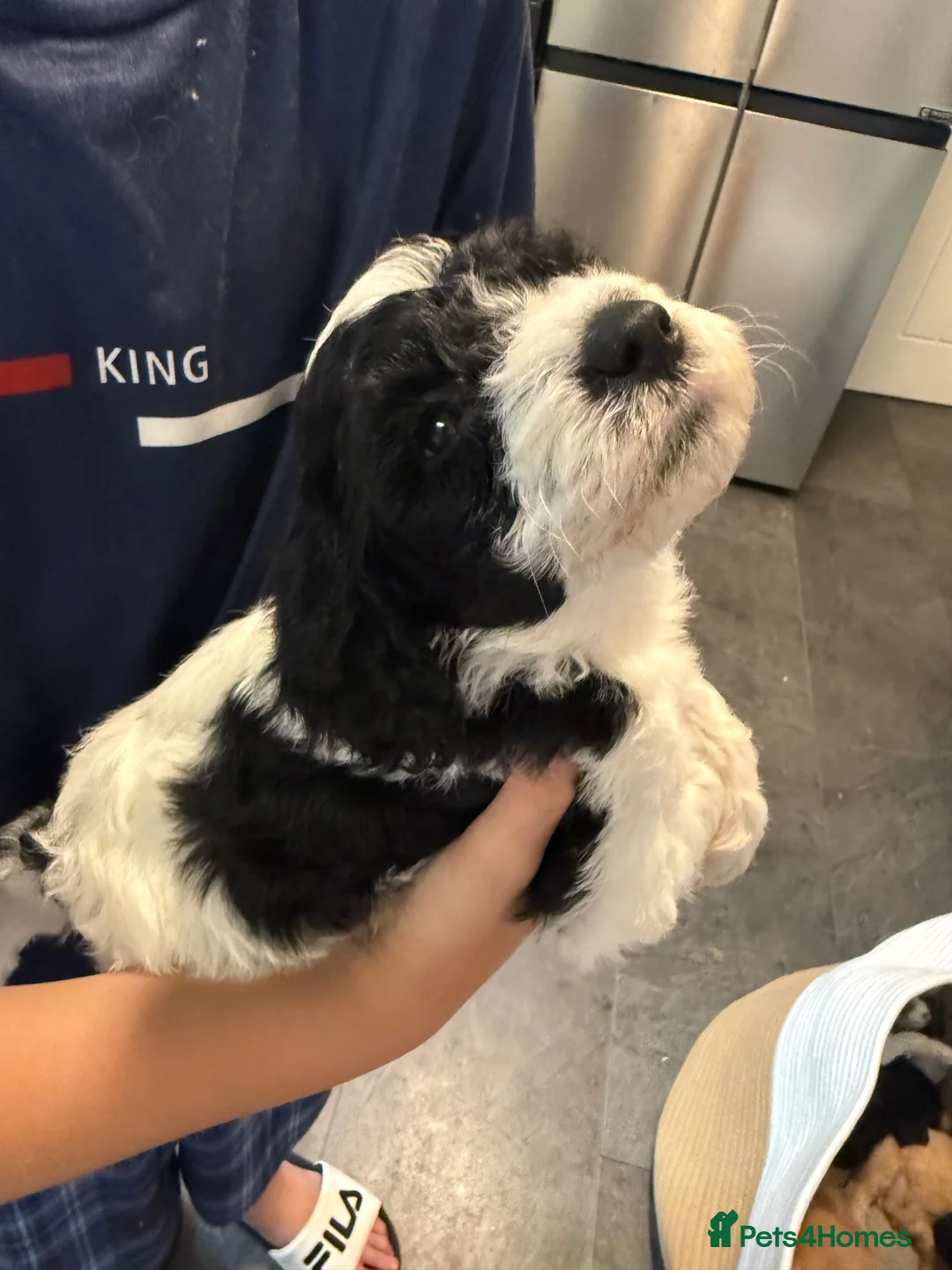 Mixed Breed dogs for sale:  🐾 READY NOW 13 Weeks Cavapoochon Puppies 🐾 - Advert 1