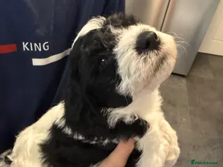 Mixed Breed dogs 🐾 READY NOW 13 Weeks Cavapoochon Puppies 🐾 - Advert 11