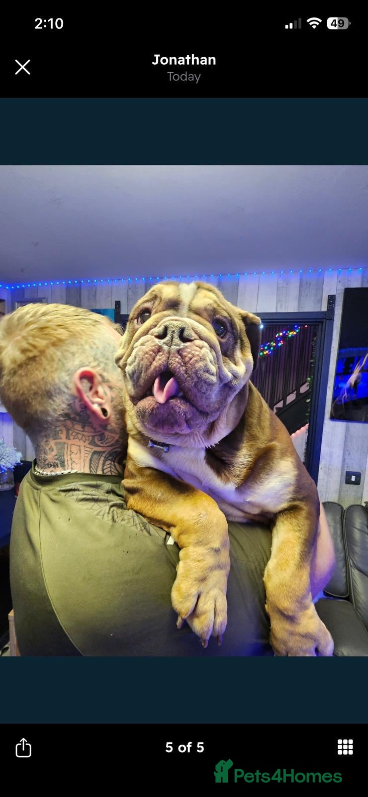 English Bulldog dogs English bulldog 2 year and a half years  - Advert 14