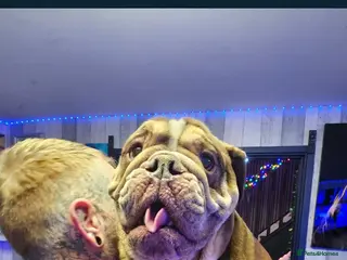 English Bulldog dogs English bulldog 2 year and a half years - Advert 14